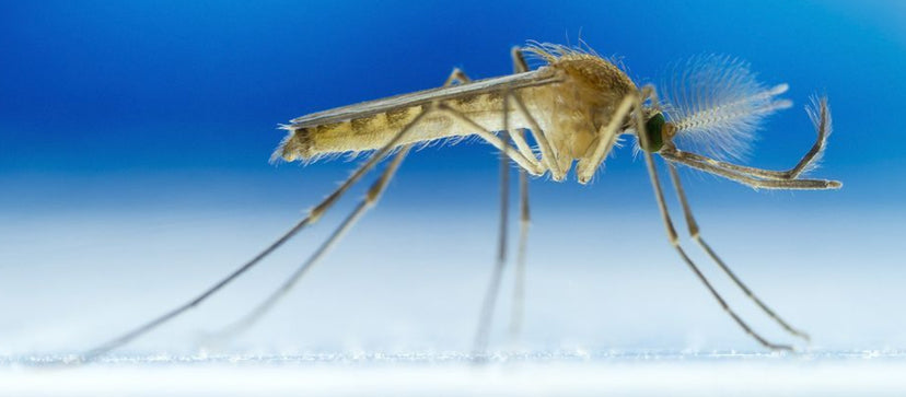 How To Say Mosquito In 40 Languages
