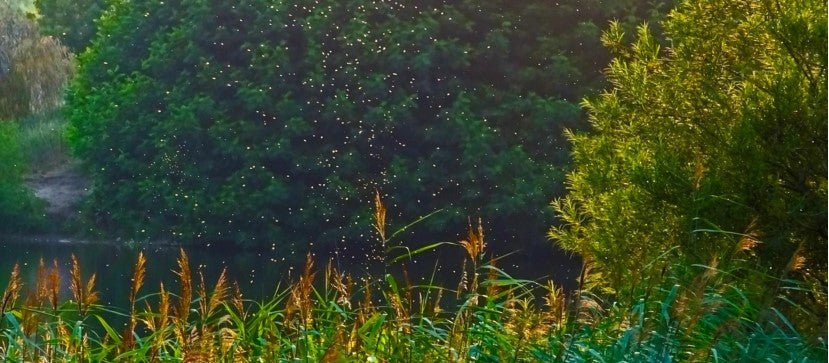 Meet the mosquitoes