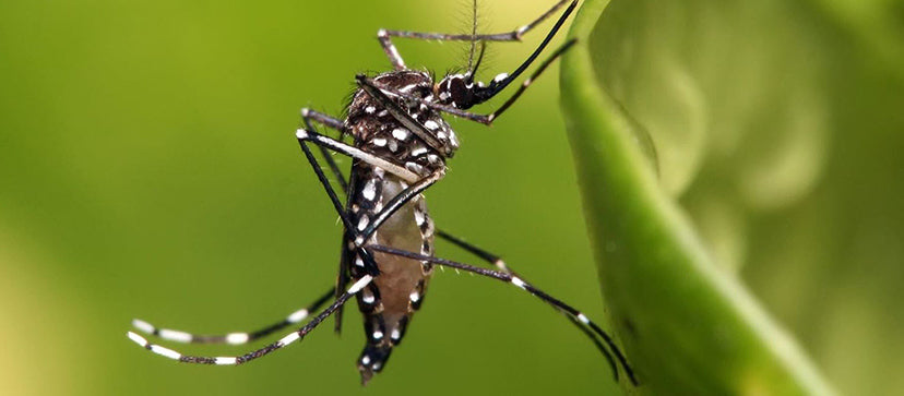 What Is The Asian Tiger Mosquito?