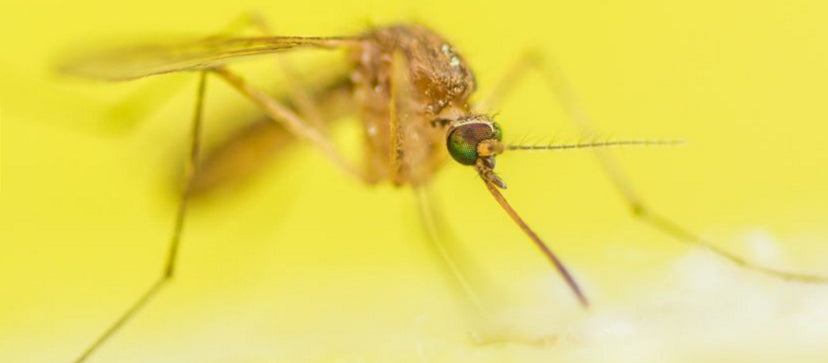 Mosquitoes Can Detect Carbon Dioxide From 30 meters Away