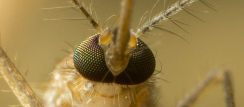 What Is The Deadliest Insect On Earth?